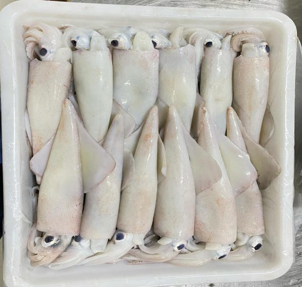 Frozen Squid