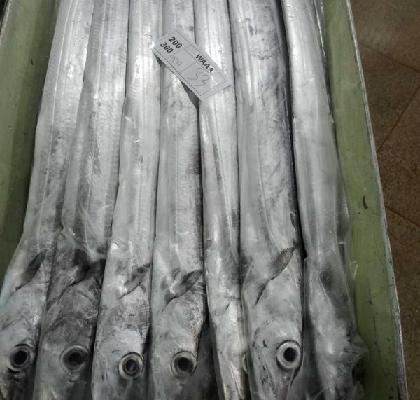 Frozen Ribbon Fish (White)