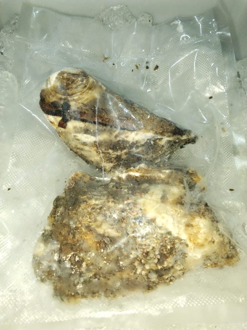 Tiram (Oyster) Whole