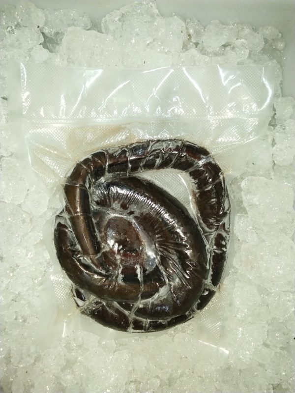 Sidat Utuh (Frozen Whole Eel)