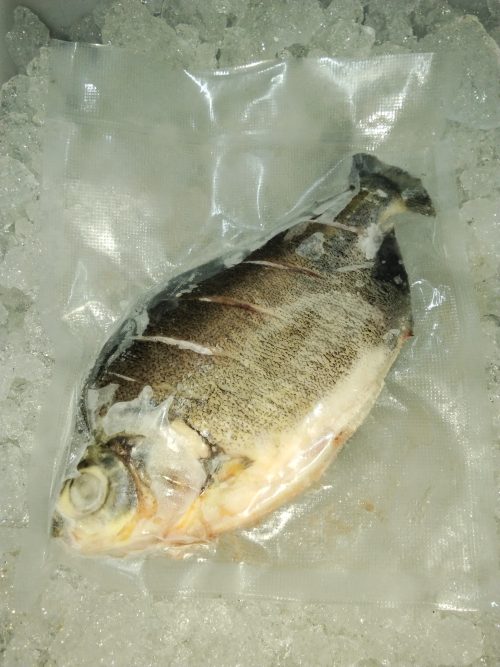 Bawal Hitam (Black Pomfret)
