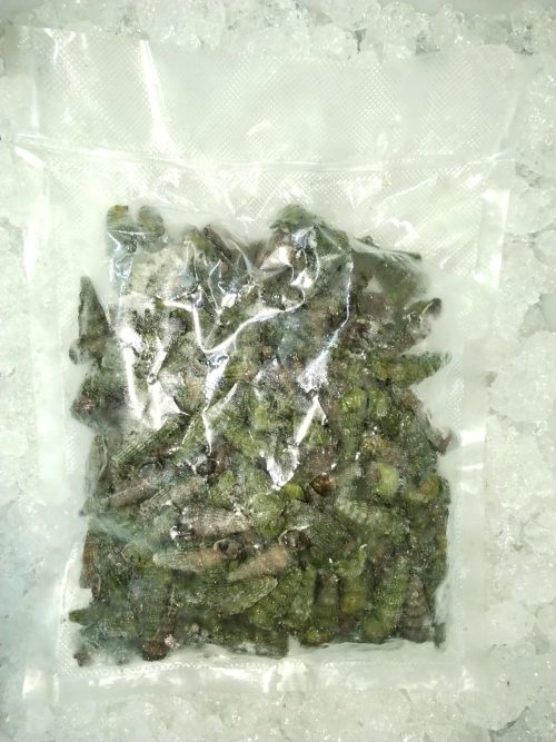 Siput Sedut (Mud Creeper) Whole