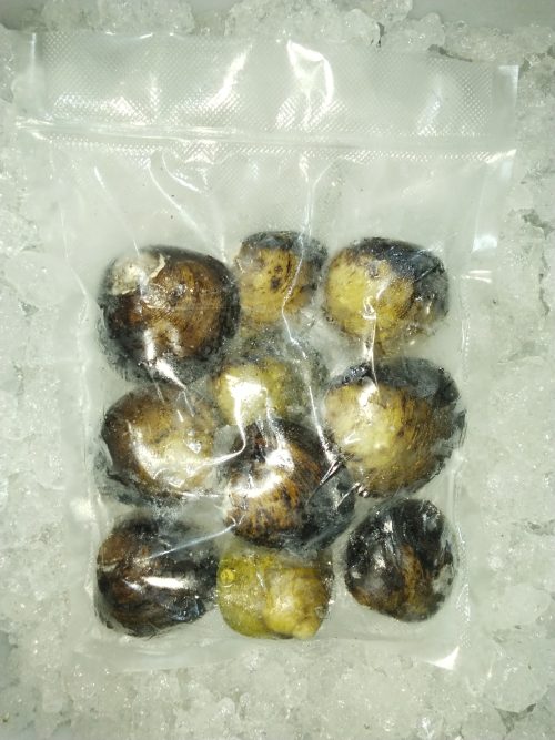 Kerang Totok (Totok Shell) Whole