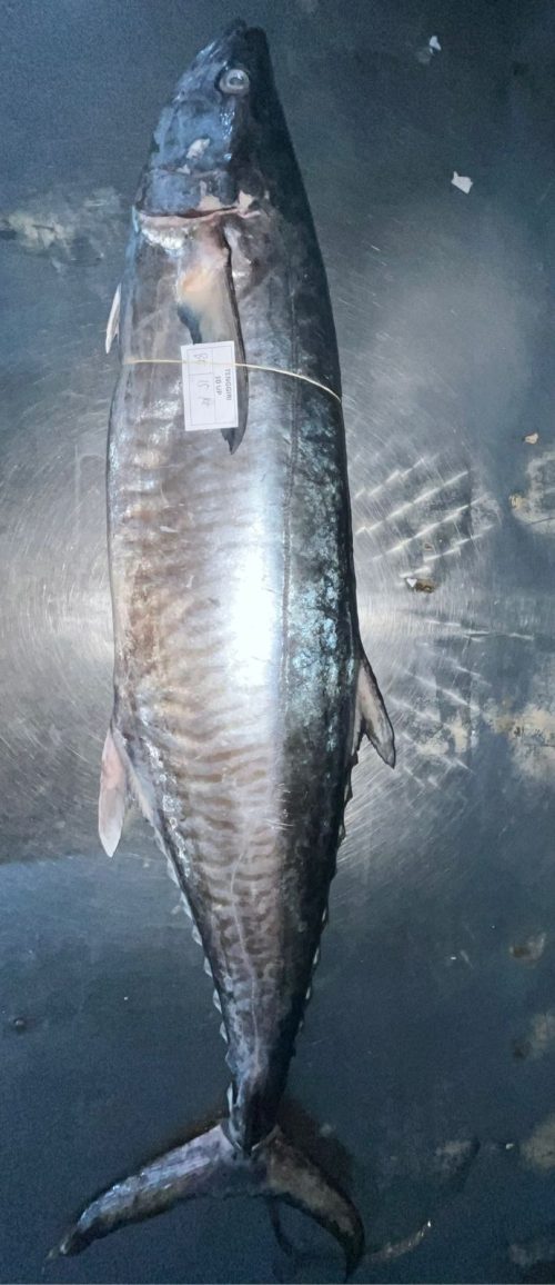 SPANISH MACKERE( Tenggiri)