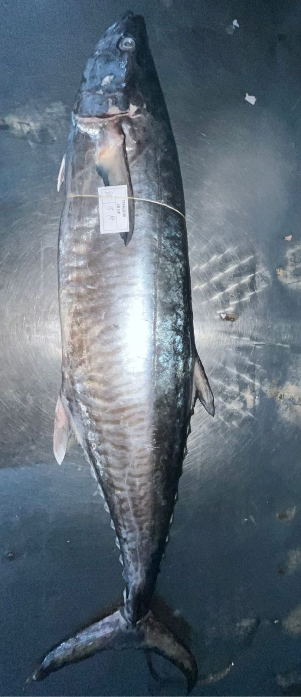 SPANISH MACKERE( Tenggiri)