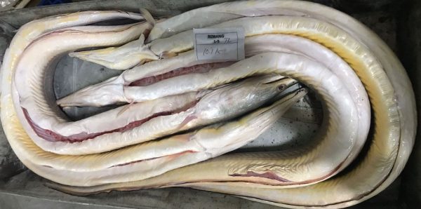 EEL FISH (YELLOW)