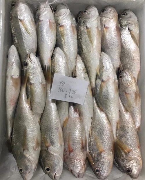 Croaker fish (gulama)